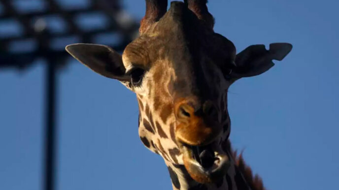Africam Safari revela detalles del traslado de la jirafa Benito de Chihuahua a Puebla