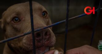 Mujer es vinculada a proceso en Puebla por crueldad animal