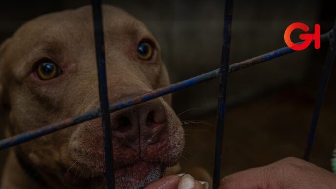 Mujer es vinculada a proceso en Puebla por crueldad animal