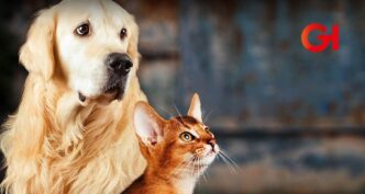 animales
