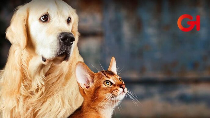 animales