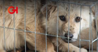 Decomisan 12 animales traficados ilegalmente en vía pública de Analco, Puebla