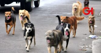 perros callejeros