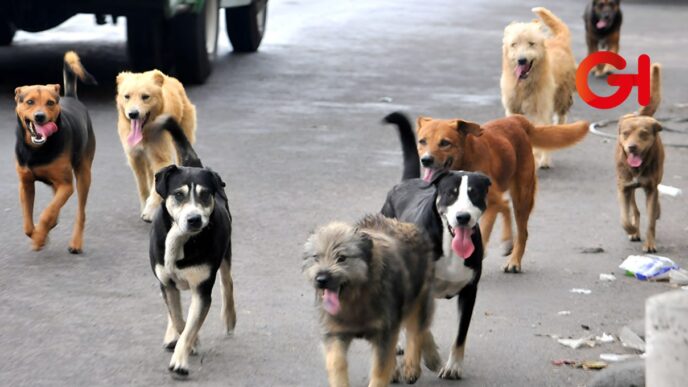 perros callejeros