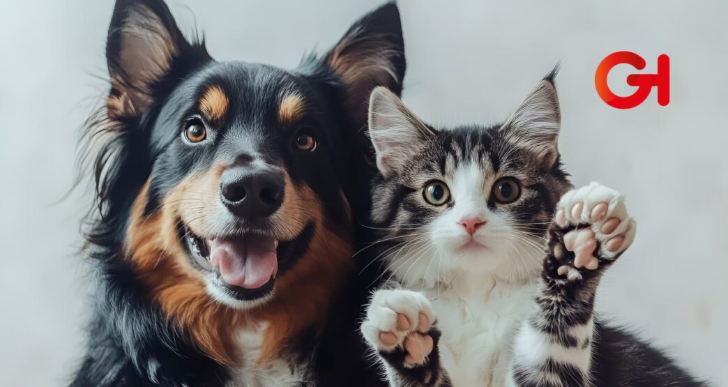 mascotas