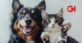 mascotas