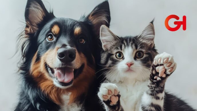 mascotas