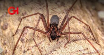Puebla refuerza medidas de prevención ante incremento de picaduras por araña violinista