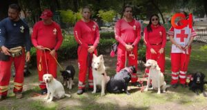 Aysha: la primera perra de terapia de Cruz Roja Puebla