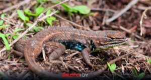 Científicos descubren una nueva especie de lagartija