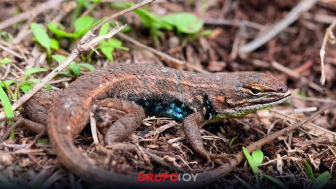 Científicos descubren una nueva especie de lagartija