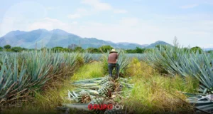 Industria del mezcal en Puebla: caída productiva y desafíos