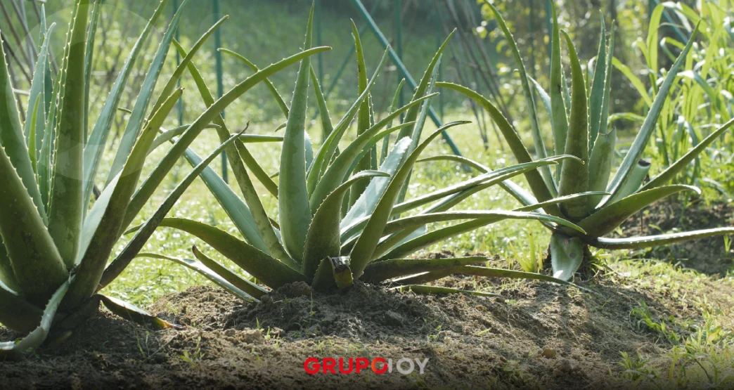 Piden frenar robo de agave en zona protegida de Puebla