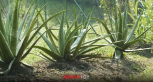 Piden frenar robo de agave en zona protegida de Puebla