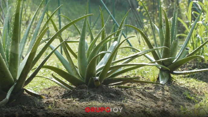 Piden frenar robo de agave en zona protegida de Puebla