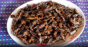 comida insectos proyecto Puebla