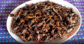 comida insectos proyecto Puebla