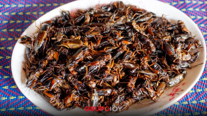 comida insectos proyecto Puebla
