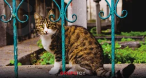 Concurso fotográfico en panteones de Puebla