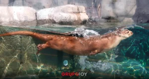 El Acuario Michin Puebla estrena Misterio en el Abismo