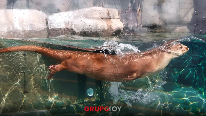 El Acuario Michin Puebla estrena Misterio en el Abismo