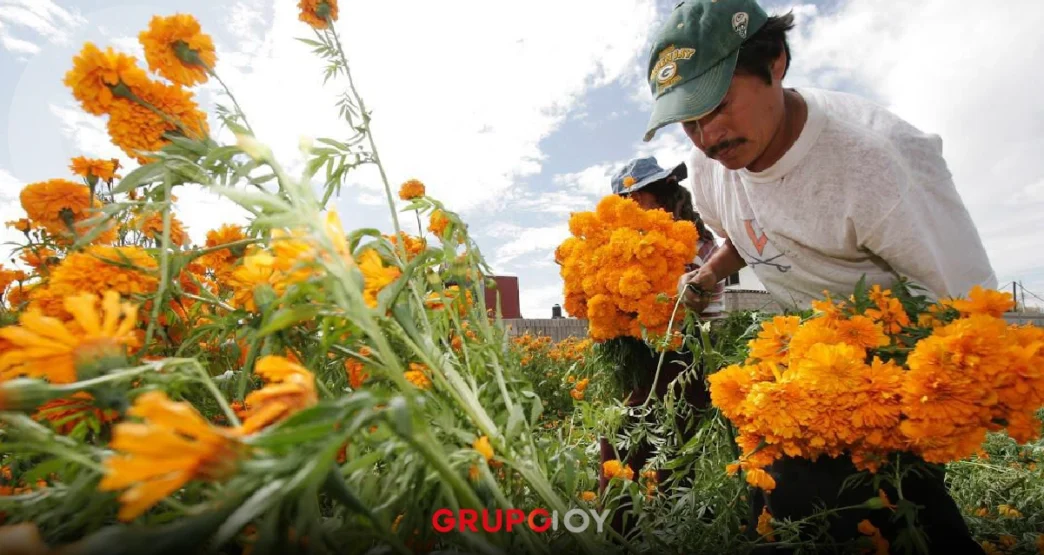 Puebla, el corazón de la flor de cempasúchil y terciopelo en México
