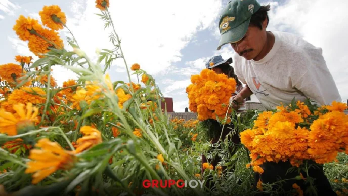 Puebla, el corazón de la flor de cempasúchil y terciopelo en México