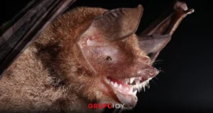 Nuevo hallazgo científico en Brasil: un virus con similitudes al SARS-CoV-2