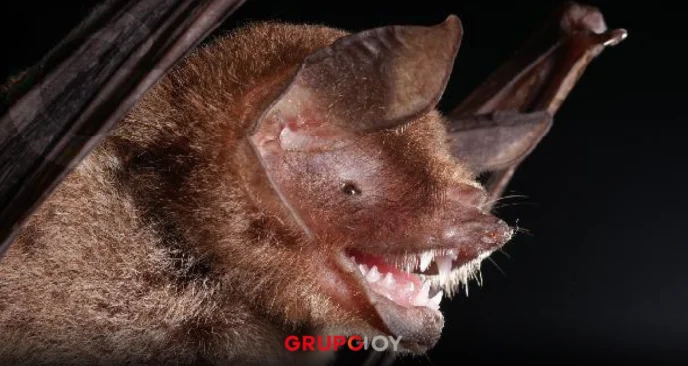 Nuevo hallazgo científico en Brasil: un virus con similitudes al SARS-CoV-2