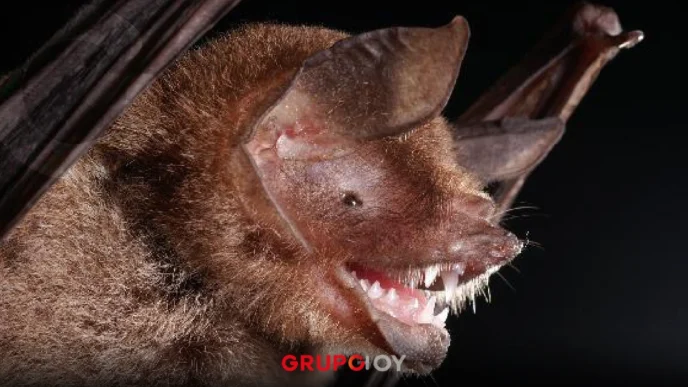 Nuevo hallazgo científico en Brasil: un virus con similitudes al SARS-CoV-2