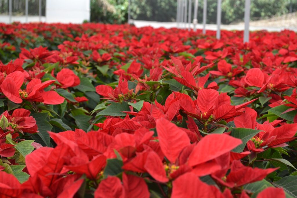 Puebla, referente nacional en producción de nochebuenas