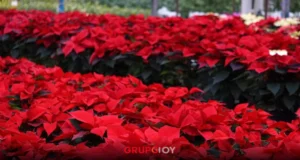 Puebla celebra el Día de la Nochebuena con récord de producción