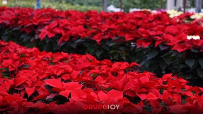 Puebla celebra el Día de la Nochebuena con récord de producción