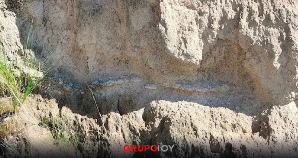 INAH descubre probable fósil de un lobo terrible en Puebla