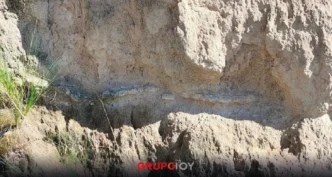 INAH descubre probable fósil de un lobo terrible en Puebla