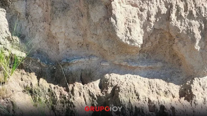 INAH descubre probable fósil de un lobo terrible en Puebla