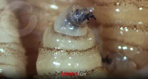 Puebla refuerza medidas por el gusano barrenador