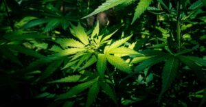 Detienen a tres personas con 3 kilos de marihuana en Puebla