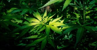 Detienen a tres personas con 3 kilos de marihuana en Puebla