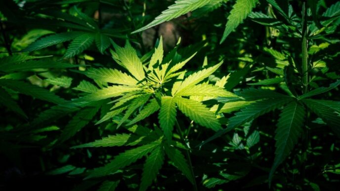 Detienen a tres personas con 3 kilos de marihuana en Puebla