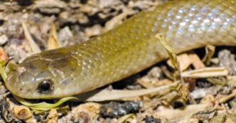 Descubren nueva especie de serpiente en Puebla: Yakacoatl tlalli