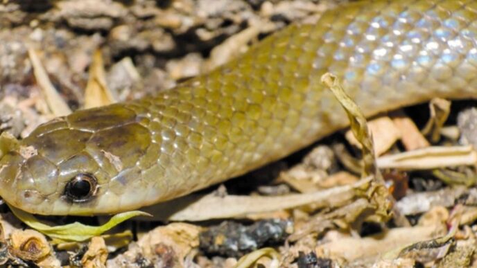 Descubren nueva especie de serpiente en Puebla: Yakacoatl tlalli