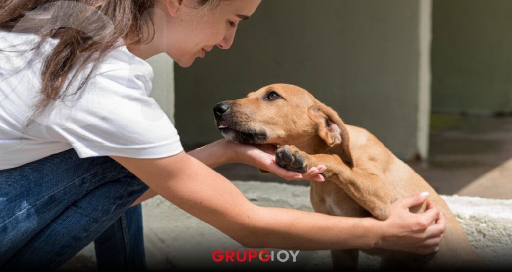 Adopción de perros en Puebla 2026: Ayuntamiento impulsa campañas para reducir abandono animal