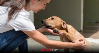 Adopción de perros en Puebla 2026: Ayuntamiento impulsa campañas para reducir abandono animal