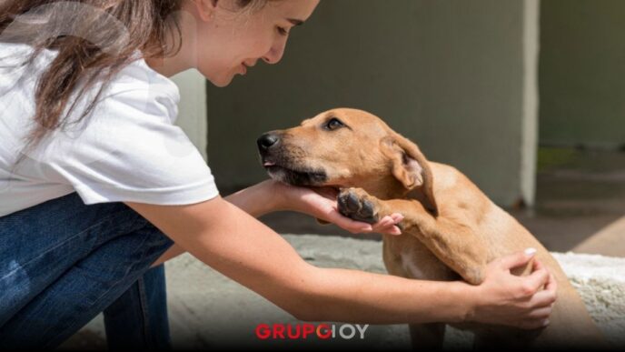 Adopción de perros en Puebla 2026: Ayuntamiento impulsa campañas para reducir abandono animal