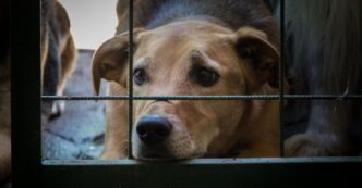 Instituto de Bienestar Animal reporta 302 denuncias por maltrato animal en Puebla