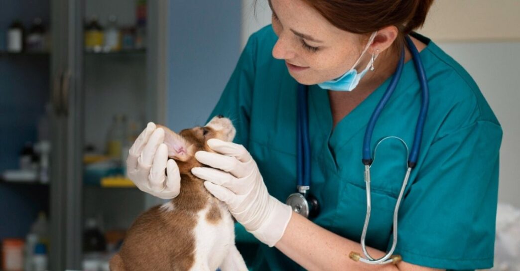 Medicina Veterinaria de BUAP y UPAEP sobresale a nivel nacional por investigación y acreditaciones