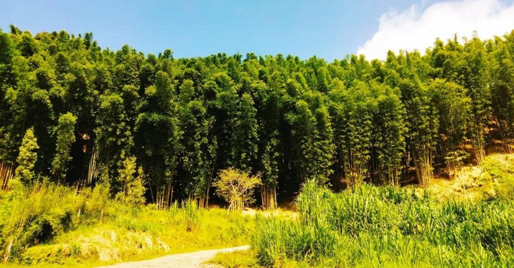 Puebla impulsa Plan Integral de Renovación del Bosque Urbano; plantarán 10 mil árboles