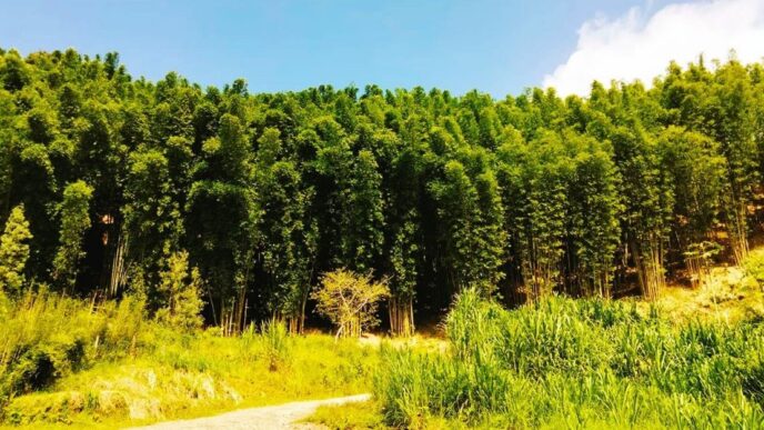 Puebla impulsa Plan Integral de Renovación del Bosque Urbano; plantarán 10 mil árboles