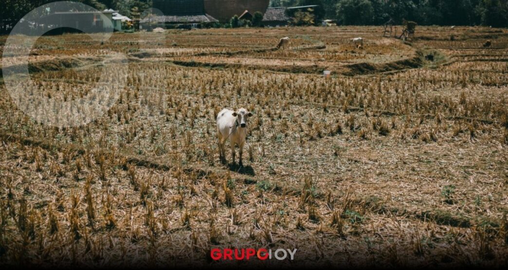 Lluvias atípicas en Puebla dañaron más de mil 500 hectáreas de cultivo